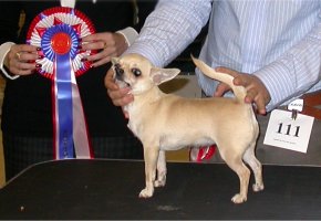 BIS winner