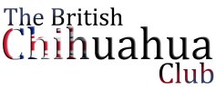 Page heading text, The British Chihuahua Club